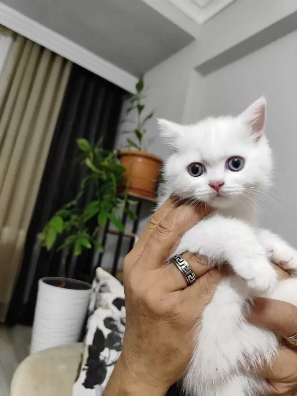 British Shorthair White