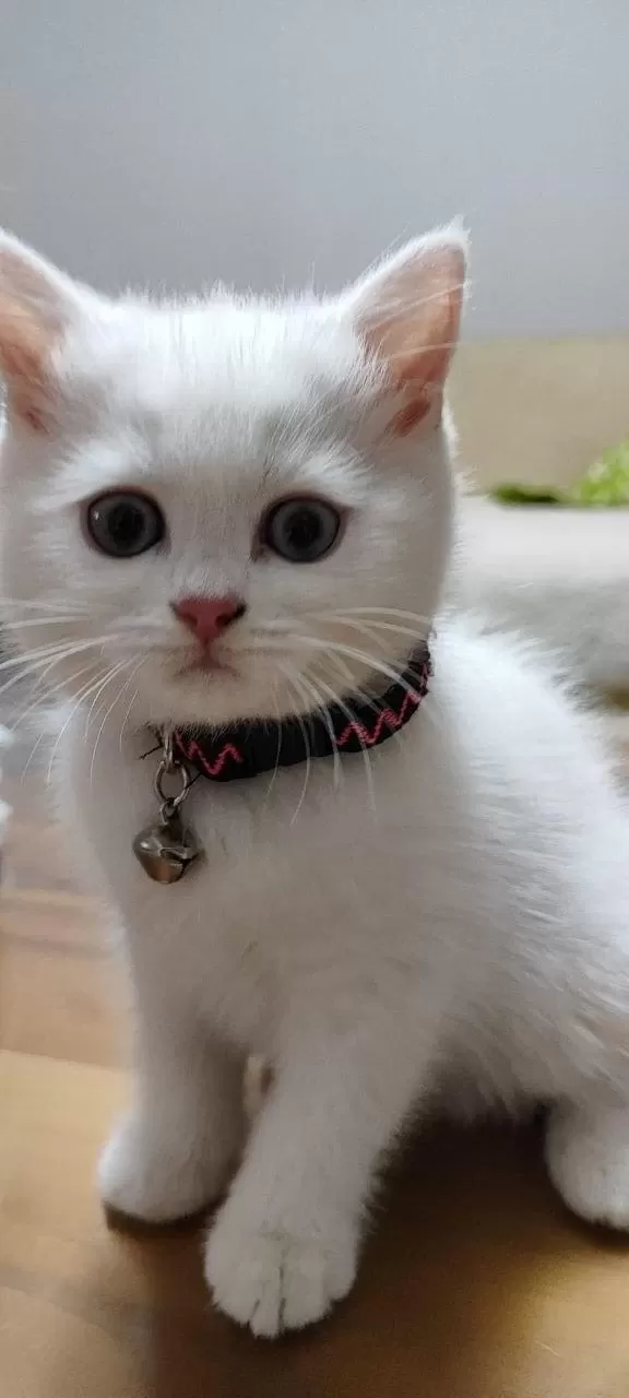 British Shorthair White