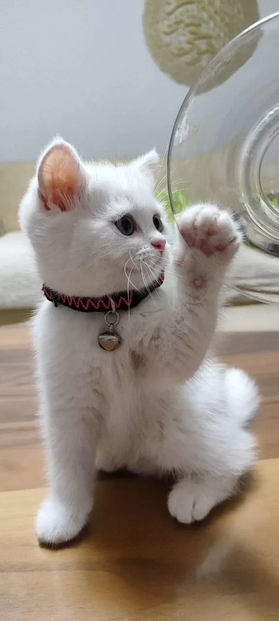British Shorthair White