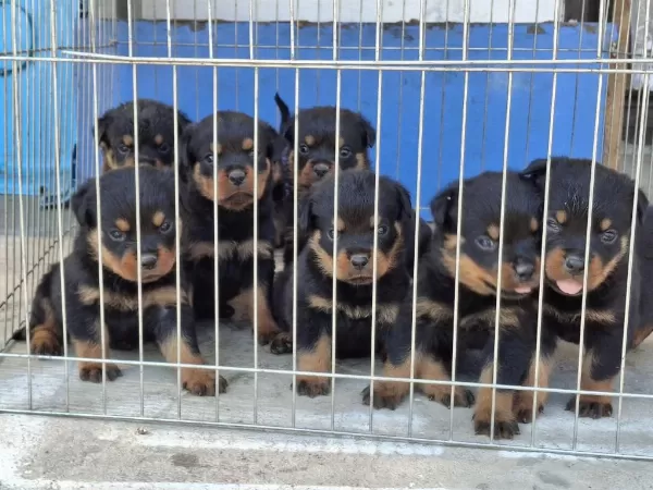 A Şecereli Macar Koca Kafa Küt Burun Rottweiler Yavrular