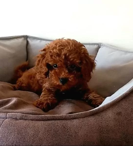 Evde Doğup Büyüyen Poodle Yavrularım