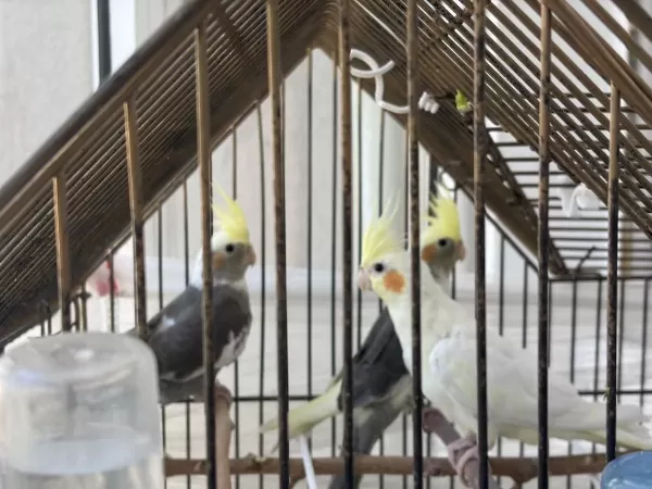 Yavru Ve Anne Baba Çifti Sultan Papağani