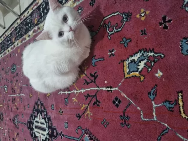 Ücretsiz British Shorthair Acil Yuva
