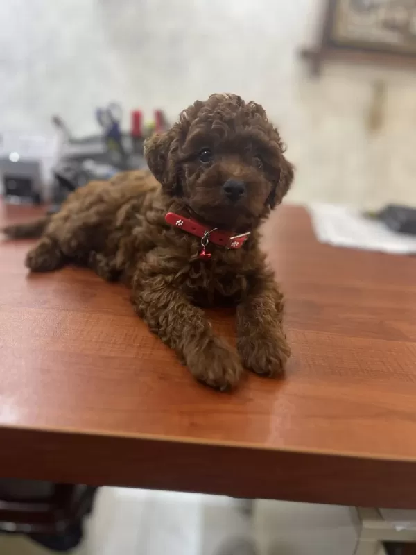 2 Aylık Erkek Korekan Poodle Yavru