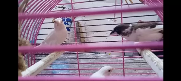 Yavru Makineleri Bengal İspinoz Finch