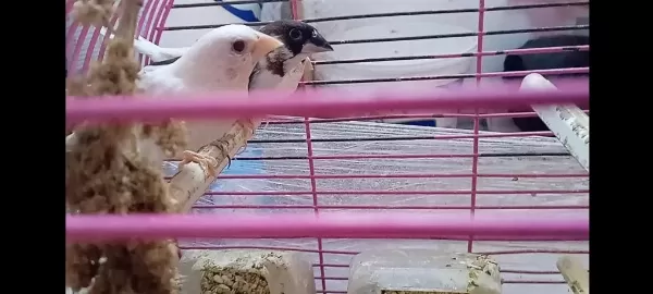 Yavru Makineleri Bengal İspinoz Finch