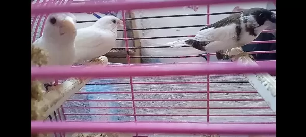 Yavru Makineleri Bengal İspinoz Finch