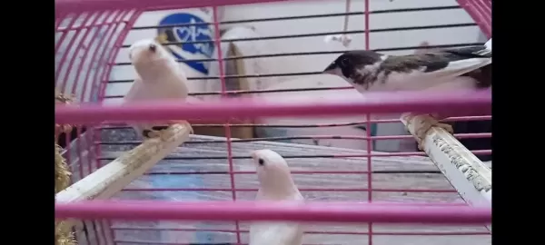 Yavru Makineleri Bengal İspinoz Finch