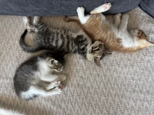 4 Yavru Kediye Yuva Arıyorum