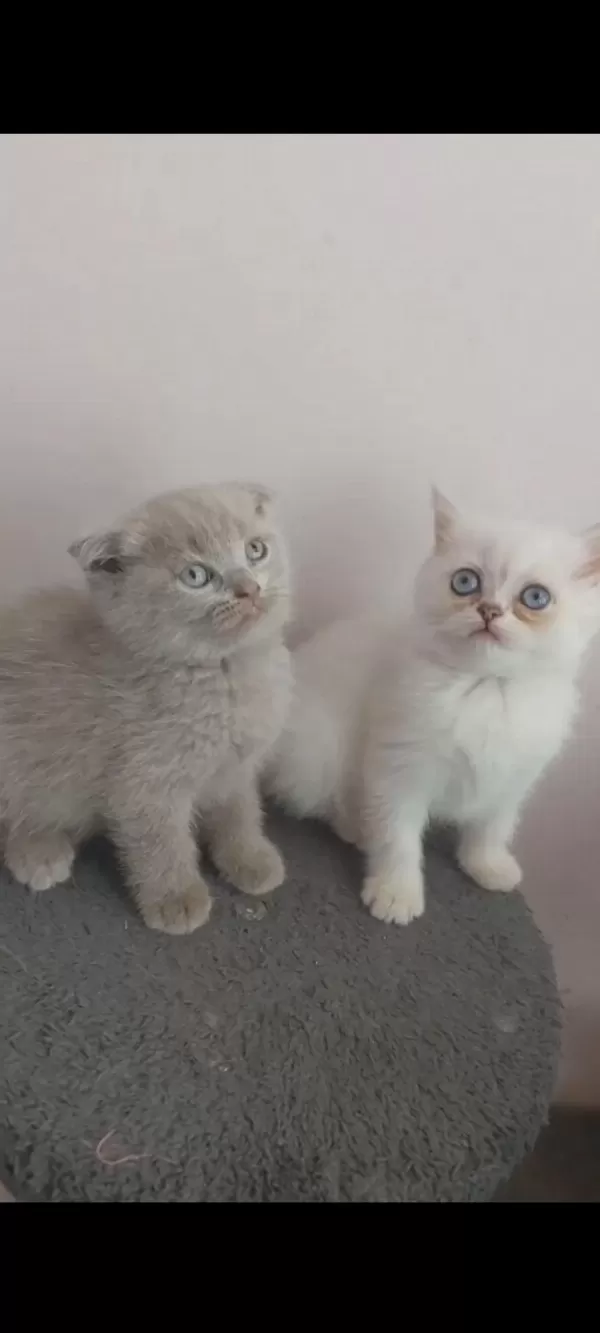 İsparta Son 2 Yavrum Uygun Puanla 1 Dişi Ve 1 Erkek