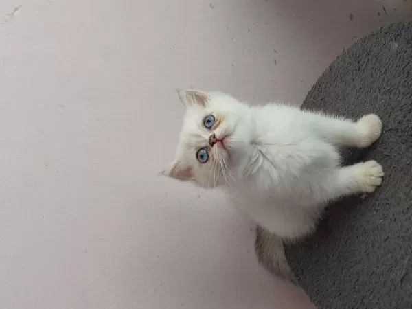İsparta Son 2 Yavrum Uygun Puanla 1 Dişi Ve 1 Erkek
