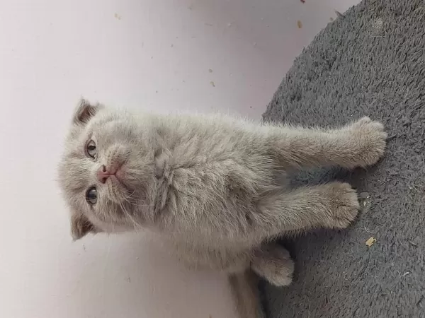 İsparta Son 2 Yavrum Uygun Puanla 1 Dişi Ve 1 Erkek
