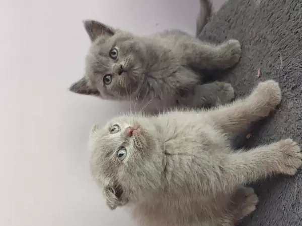 İsparta Son 2 Yavrum Uygun Puanla 1 Dişi Ve 1 Erkek