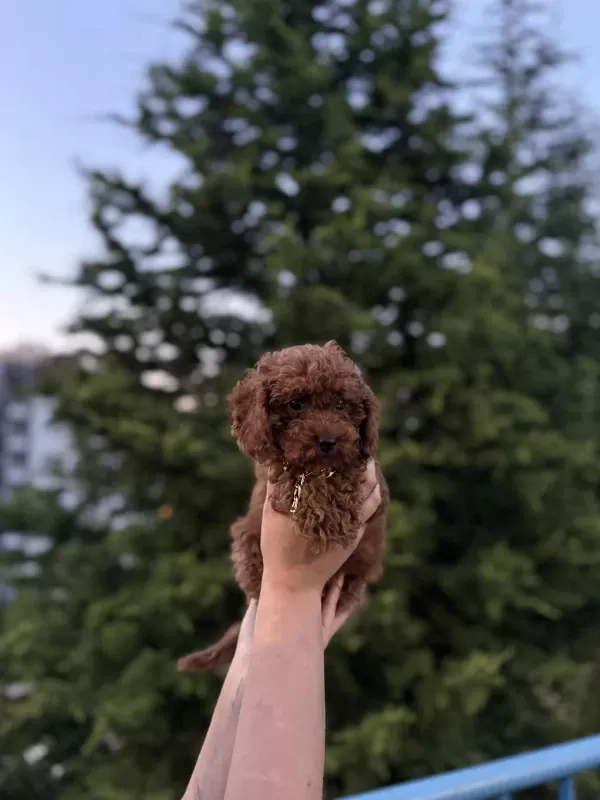Aşili Poodle Kore Teacup Red Brown Yeni Yuvasina Hazir