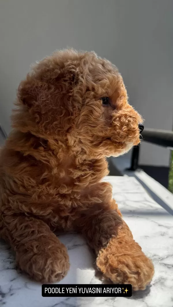Tr Nin En Uygun Poodle Yavrusu