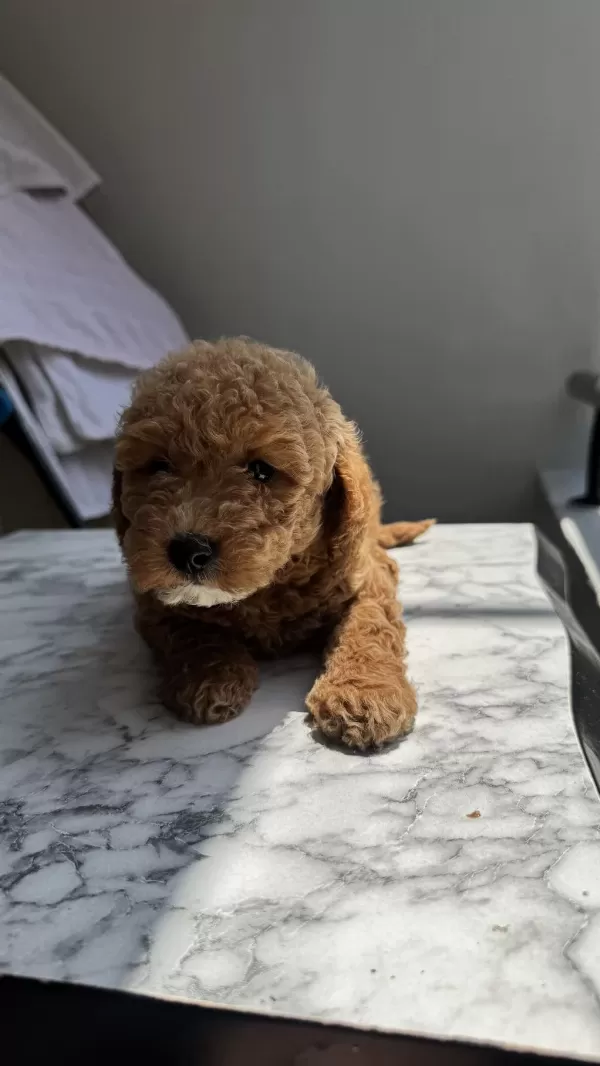 Tr Nin En Uygun Poodle Yavrusu