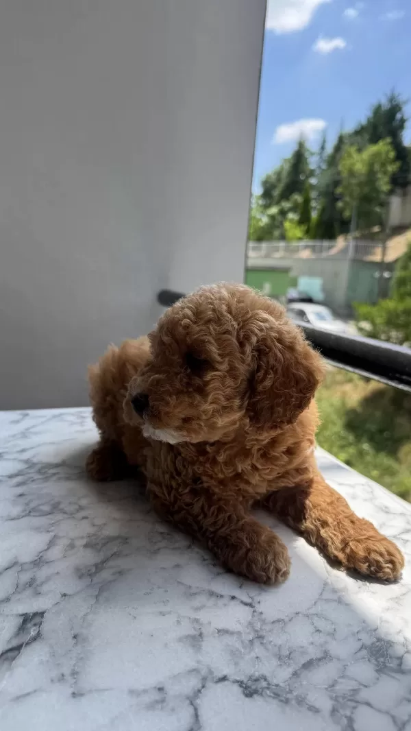 Tr Nin En Uygun Poodle Yavrusu
