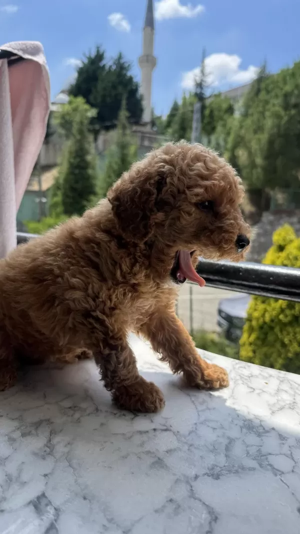 Tr Nin En Uygun Poodle Yavrusu