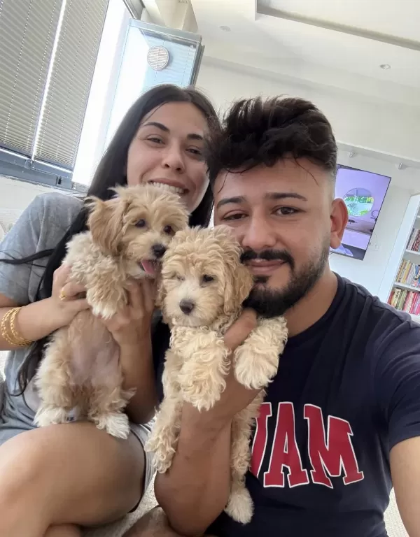 Teacup Boy Maltipoo Bebekler