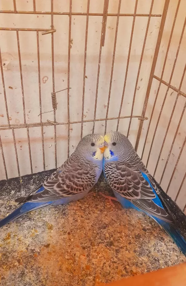 Muhabbet Kuşu Yavru 2 Adet Erkek Ev Üretimi