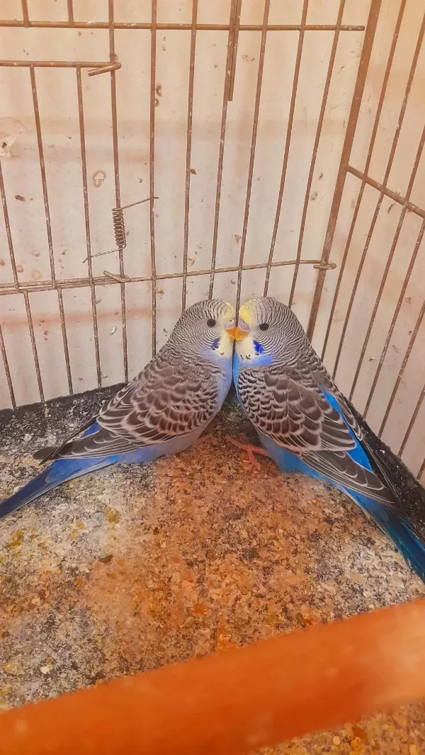 Muhabbet Kuşu Yavru 2 Adet Erkek Ev Üretimi