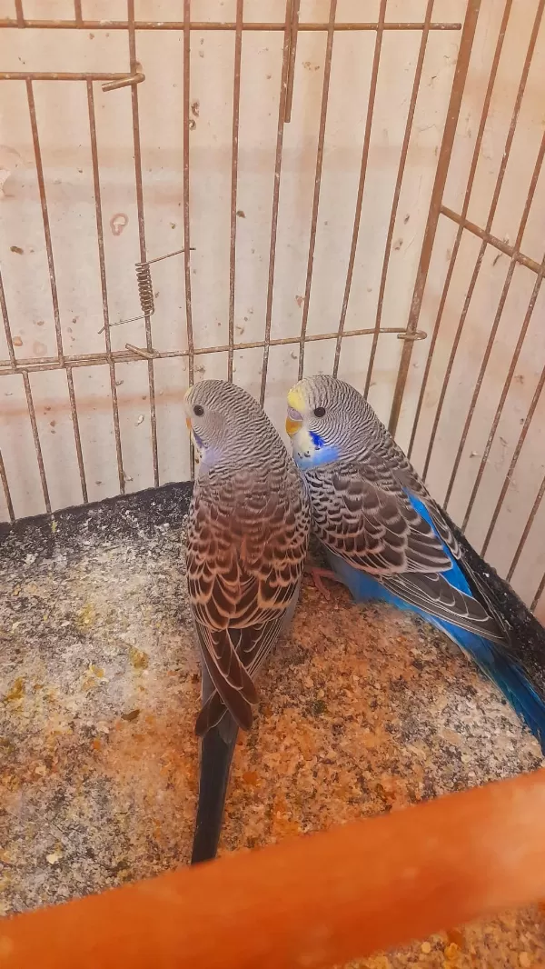 Muhabbet Kuşu Yavru 2 Adet Erkek Ev Üretimi