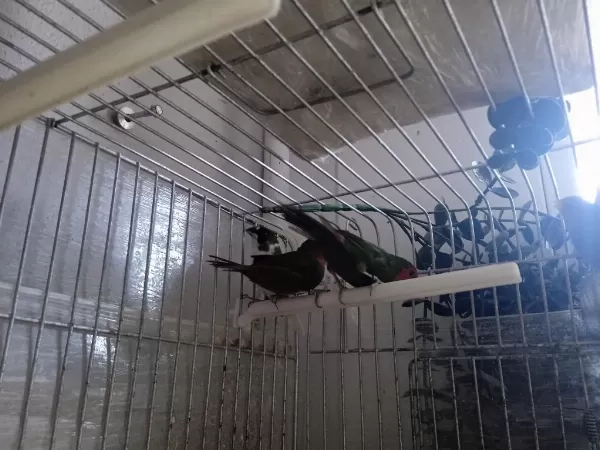 Lutino Taşıyıcı Parrotlar