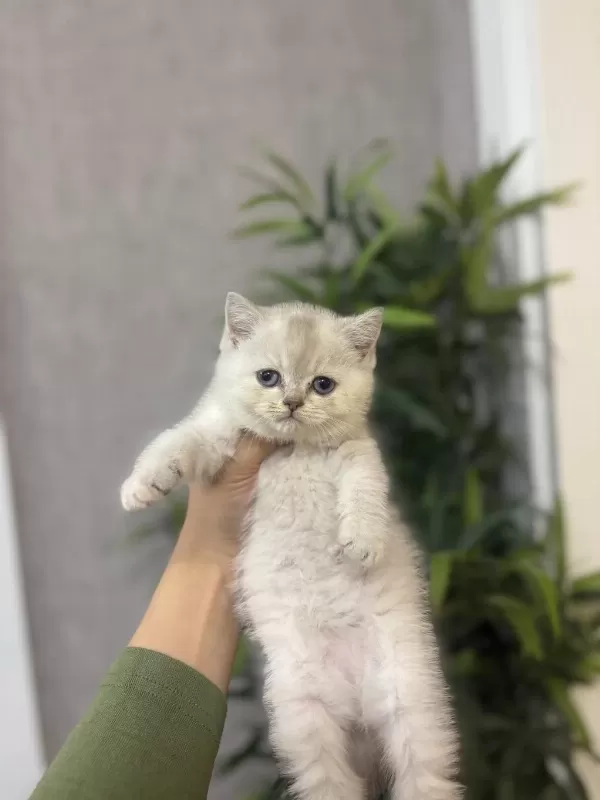 British Shorthair Silver Yavrularim