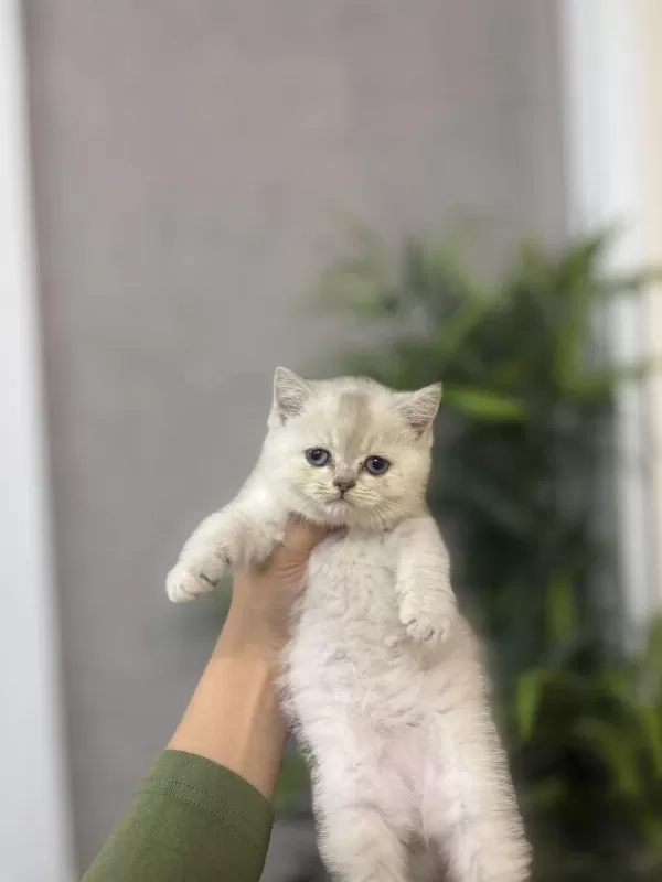 British Shorthair Silver Yavrularim