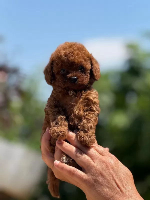 Büyümeyen Korsa Poodle Bebeklerimiz