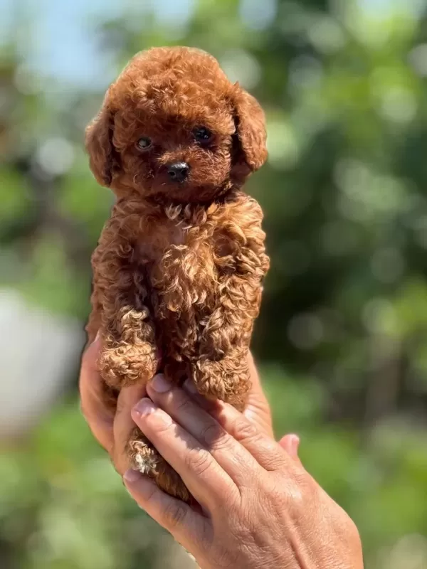 Büyümeyen Korsa Poodle Bebeklerimiz
