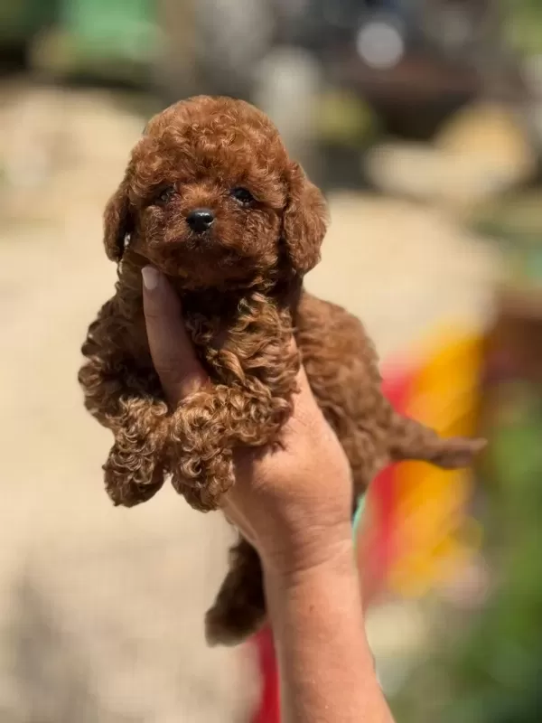 Büyümeyen Korsa Poodle Bebeklerimiz