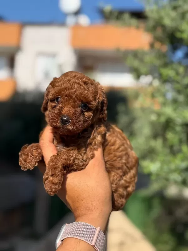 Büyümeyen Korsa Poodle Bebeklerimiz