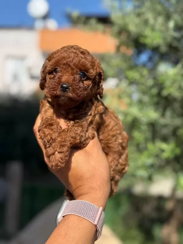 Büyümeyen Korsa Poodle Bebeklerimiz