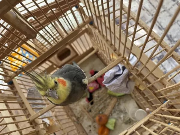 Sultan Papağanı Erkek