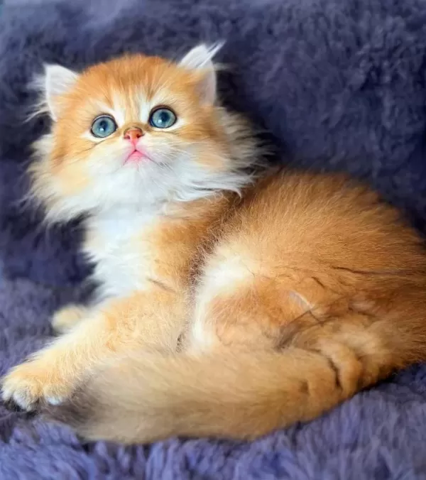 British Longhair Golden Bebek