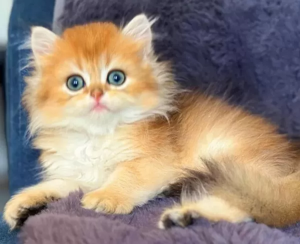 British Longhair Golden Bebek