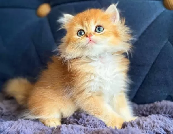 British Longhair Golden Bebek
