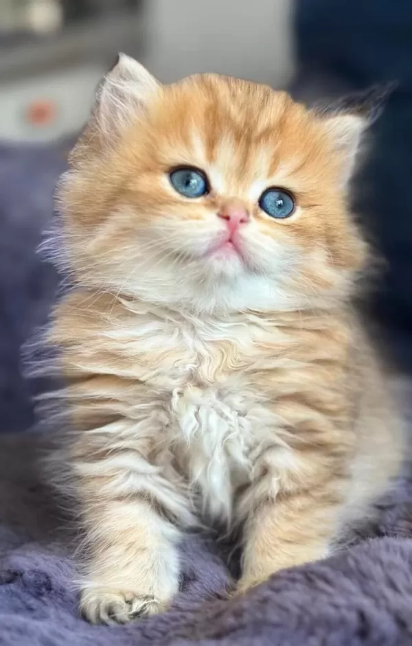 British Longhair Golden Bebek
