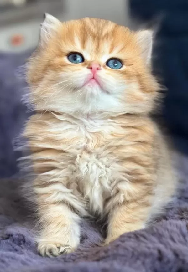 British Longhair Golden Bebek