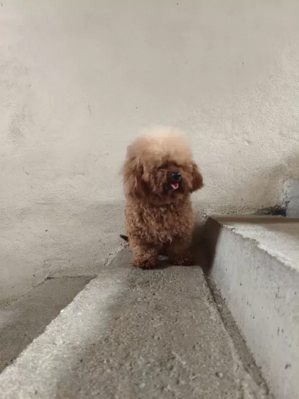 3 Yaşında Erkek Poodle