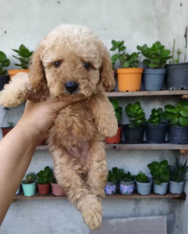 Harika Erkek Poodle