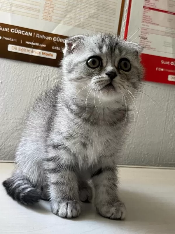 Çok Uygun Scottish Fold Hızlı Olan Kazanır
