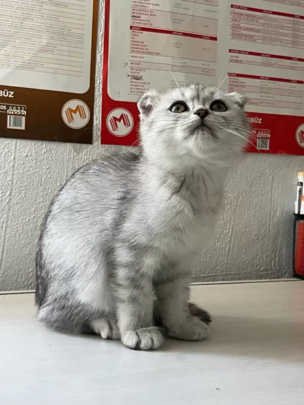 Çok Uygun Scottish Fold Hızlı Olan Kazanır