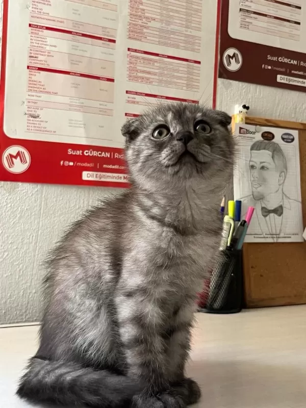 Çok Uygun Scottish Fold Hızlı Olan Kazanır