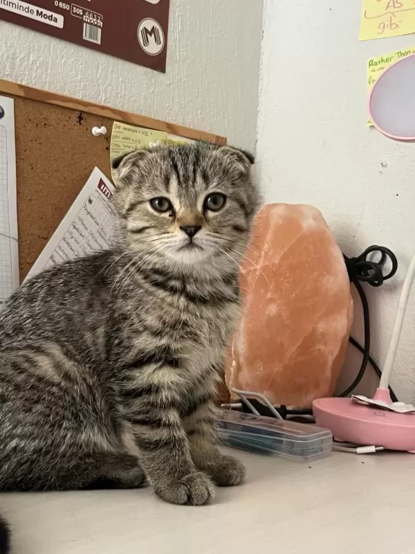Çok Uygun Scottish Fold Hızlı Olan Kazanır