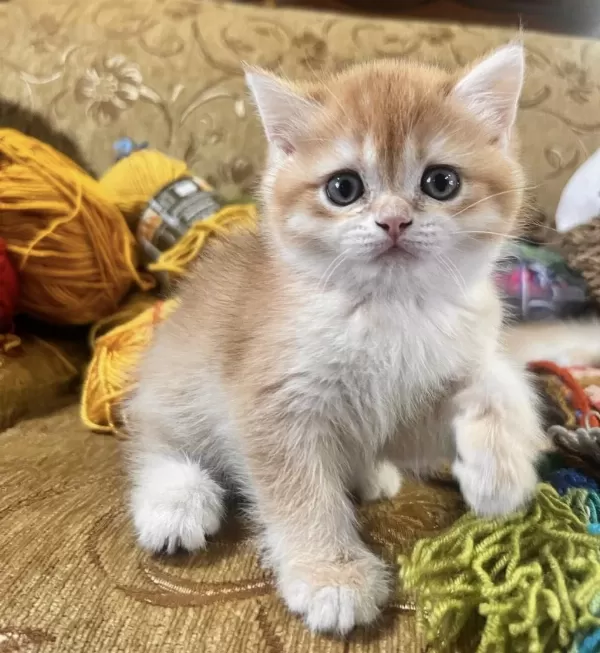 Saf Kan Golden British Shorthair Yavrular (wcf Kayıtlı)