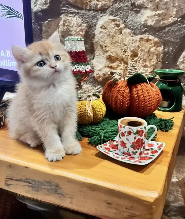Saf Kan Golden British Shorthair Yavrular (wcf Kayıtlı)
