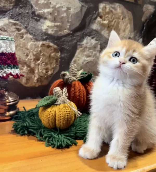 Saf Kan Golden British Shorthair Yavrular (wcf Kayıtlı)