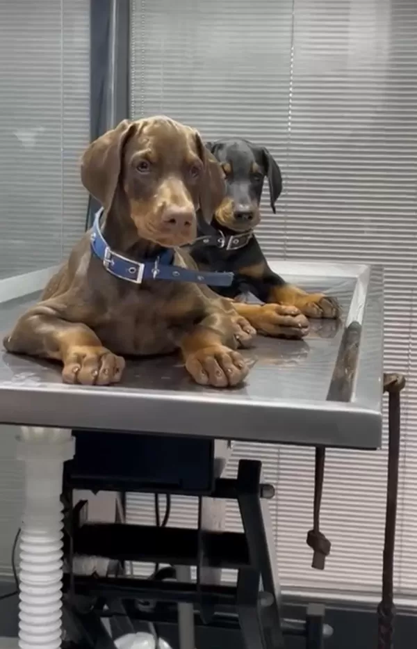 A Scrli Anne Ve Babadan Üst Düzey Doberman Yavrular